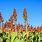 Picture of Sorghum Plant
