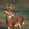 Picture of a Whitetail Deer