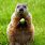 Picture of a WoodChuck