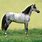 Pictures of Dapple Gray Horses