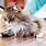 Pictures of Domestic Cats