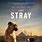 Pictures of Stray Movie