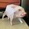 Pig 3D Papercraft