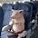 Pig On Plane