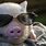 Pig Wearing Sunglasses