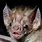 Pig-Faced Bat