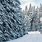 Pine Trees in Snow