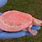 Pink Albino Turtle