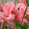 Pink Canna Lilies