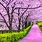 Pink Cherry Blossom Trees Japan