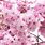 Pink Cherry Tree Japan