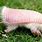 Pink Fairy Armadillo Argentina