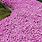 Pink Ground Cover Perennials