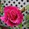 Pink Lady Rose