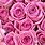 Pink Rose Desktop