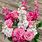 Pink Rose Flower Arrangements