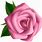 Pink Rose Flower Clip Art