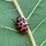 Pink Spotted Ladybug
