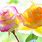 Pink and Yellow Roses Background