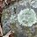 Pioneer Species Lichen