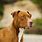 Pit Bull Terrier Breed