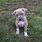 Pit Bull Terrier Mix Puppy