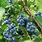 Plant Blueberry Bushes