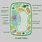 Plant Cell Map