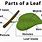Plant Leaf Diagram Labeled