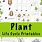 Plant Life Cycle Free Printables