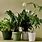 Plants for Indoors