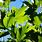 Platanus Acerifolia