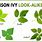 Poison Ivy Description Plant