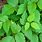 Poison Ivy Vine Plant