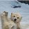 Polar Bear Cute Funny