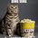 Popcorn Cat Meme