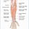 Posterior Arm Muscle Anatomy