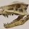 Postosuchus Skull