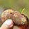 Potato Garden Pests