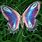Pretty Butterfly Images