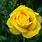 Pretty Yellow Rose