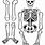 Printable Human Body Skeleton
