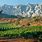 Provence Vineyards