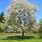 Prunus Avium Tree