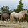 Pryor Mountain Wild Horses