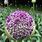 Purple Allium Giganteum