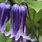 Purple Bell-Shaped Clematis