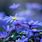Purple Blue Spring Flowers