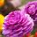 Purple Buttercup Flower