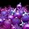 Purple Christmas Decorations